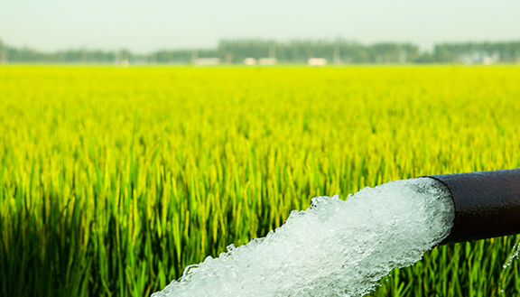水肥一体化滴灌，养分直供蔬菜根部