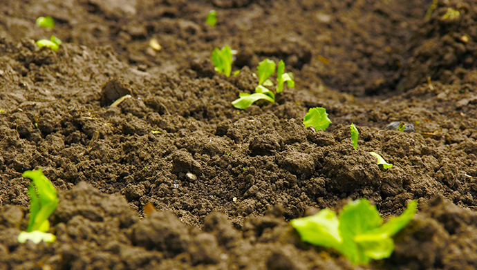 轮作倒茬种植，平衡土壤肥力瓦解病虫害繁殖环境