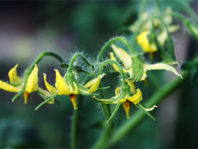 杜绝了，化学、农药、激素、抗生素、食品添加剂等有害物质...