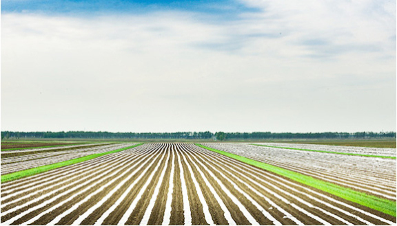 采用可降解地膜，防止杂草生长