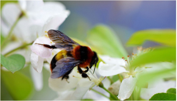 熊蜂自然授粉，避免化学手段造成的激素污染