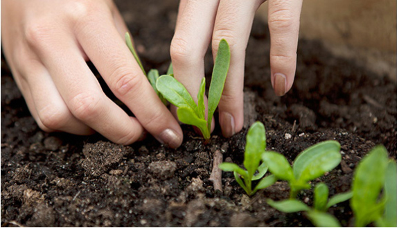 每户农民专注单一产品种植，蔬菜品质更佳