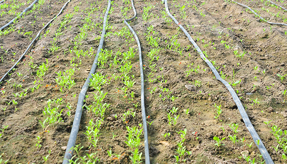 水肥一体化滴灌，养分直供蔬菜根部