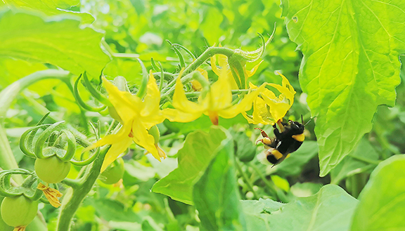 熊蜂自然授粉，避免化学手段造成的激素污染